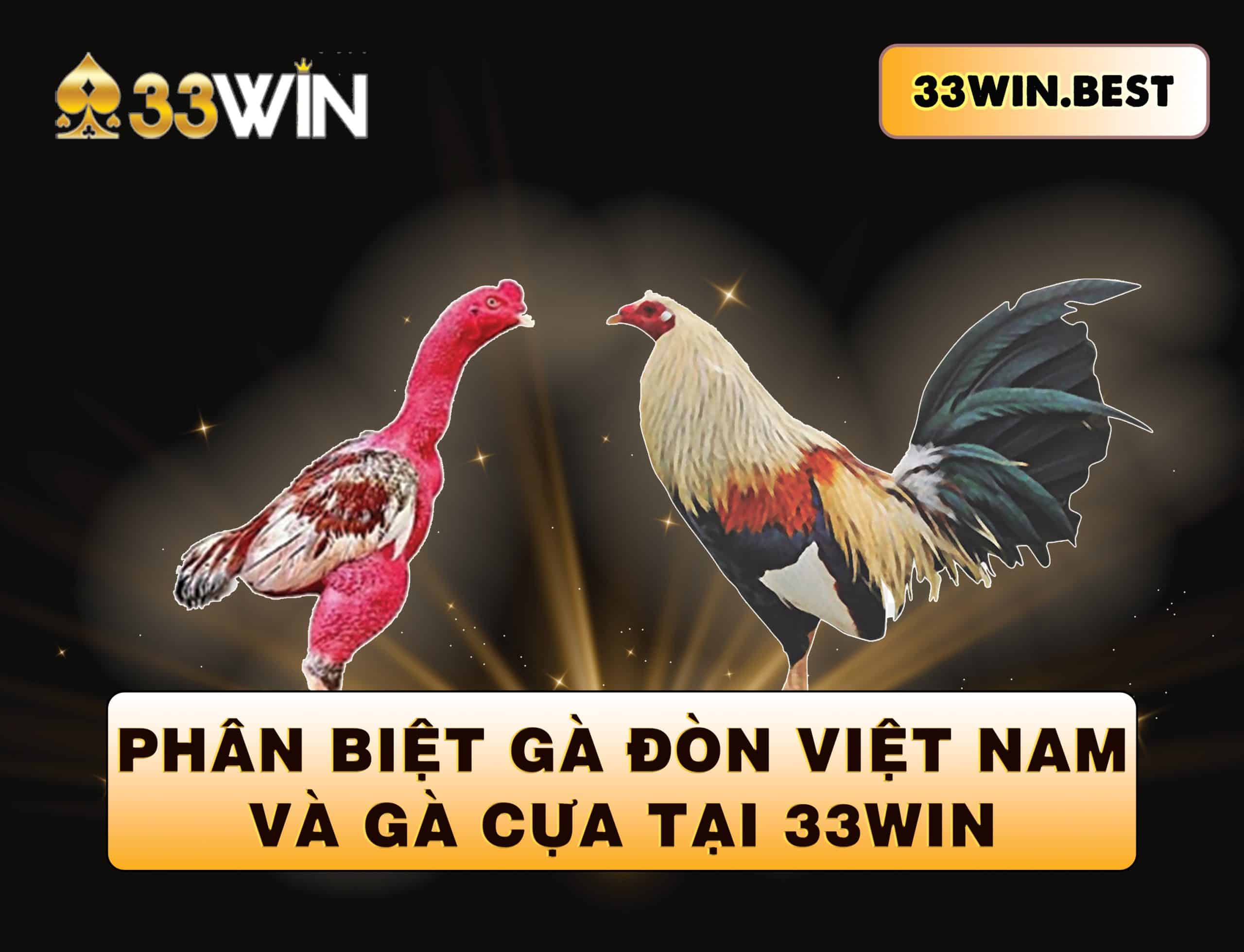 Cách nhận biết gà đòn của Việt Nam và gà cựa tại 33Win